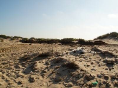 Chipiona utiliza las algas para retener la arena de las dunas de la playa de Las Tres Piedras