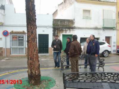 Chipiona volverá a solicitar a la Diputación Provincial de Cádiz su inclusión en la nueva campaña del Plan de Arbolado Urbano. 