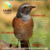 CANS hace un llamamiento a la colaboración ciudadana para eliminar la caza de aves insectívoras(Chipiona) 