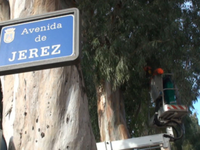 Comienzan trabajos de poda de mantenimiento y saneamiento en los eucaliptos centenarios de la avenida de Jerez