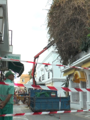 El Ayuntamiento de Chipiona inicia una nueva poda de saneamiento de la buganvilla de Isaac Peral por razones de seguridad. 