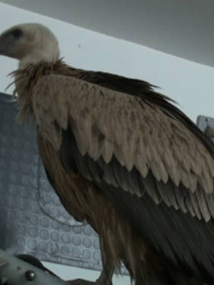 El CANS recupera un buitre leonado extraviado gracias a la colaboración ciudadana
