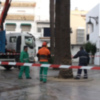 Medio Ambiente la tala otra palmera de la Plaza Juan Carlos I a causa del escarabajo picudo rojo 
