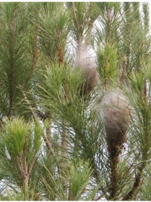 IZQUIERDA UNIDA DE CHIPIONA PROPONE MEDIDAS PARA ATAJAR LA PLAGA DE LA PROCESIONARIA EN LOS PINARES DE LA VILLA.