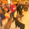  FIBES ACOGE SURMASCOTAS 2016, el mayor centro de exposición y venta de mascotas de Andalucía los días 5 y 6 DE MARZO