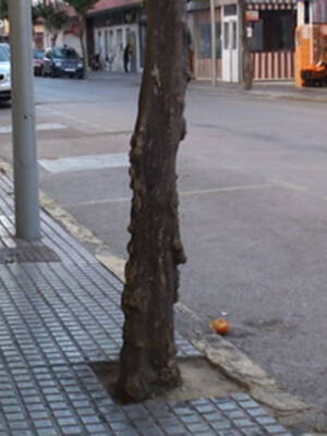 La rehabilitación del acerado de la localidad continuará con la calle Víctor Pradera(Chipiona)   