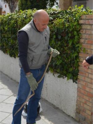 El CANS informa de la recuperación de una culebra, una tortuga mediterránea y un ave rapaz