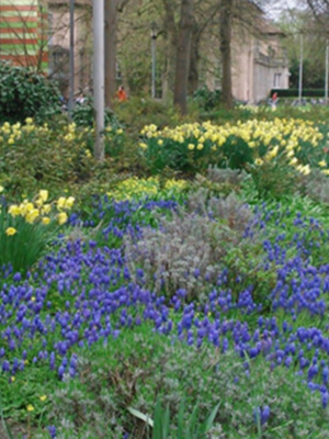 Bosque de flores azules y amarillas en un jardín urbano junto a un camino peatonal.