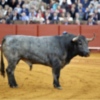 Vincci otorga su premio al toro 'Cobradiezmos' de Victorino Martín