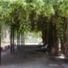 Sombra de Buhaira