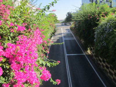 Un camino asfaltado con líneas blancas, flanqueado por una fila de flores rosadas y verdes en la izquierda. A la derecha, se observan arbustos con flores blancas y hojas verdes. En el fondo, se distinguen edificios de varios pisos bajo un cielo azul claro.