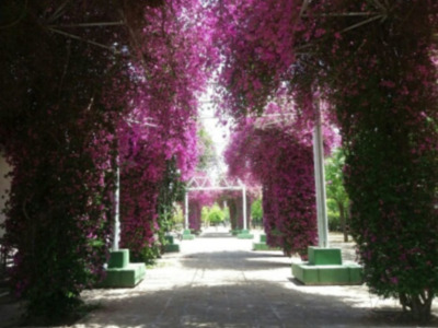 Sombra y color en el Parque José Celestino Mutis de Sevilla