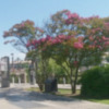Florecen las Lagerstroemias en Sevilla