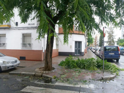 Una calle con un árbol caído en el centro, cerca de una casa blanca con ventanas y puertas. A la derecha hay varios coches aparcados, incluyendo un azul y uno blanco. La calle tiene asfalto con algunas manchas de agua, probablemente debido a la lluvia reciente.