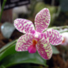 El Orquidario organiza la primera Feria de Orquídeas de Estepona