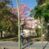 Florecen los Ceibas en Sevilla
