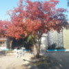 Sevilla en Otoño muestra una nueva gama de colores en calles  plazas.