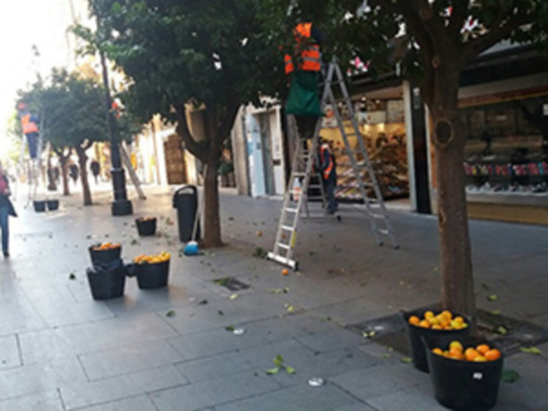 Un hombre en una escalera coloca naranjas en macetas de plástico en la acera. Algunas naranjas caen al suelo, creando una escena de colapso. La imagen muestra un ambiente urbano con tiendas y gente caminando al fondo.