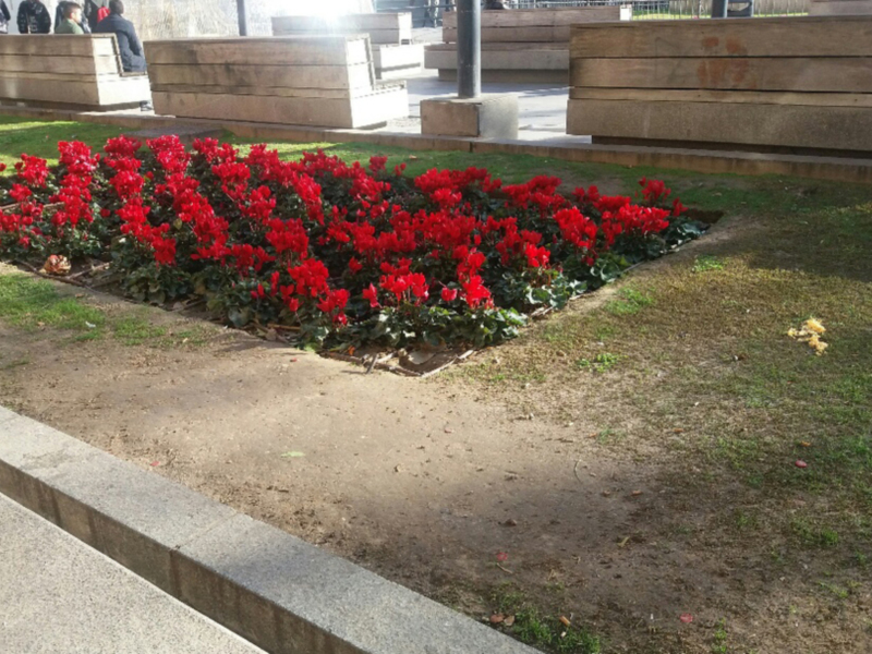 Jardín con flores rojas y verdes en un espacio urbano. Muro de hormigón a la izquierda, con una persona caminando en el fondo.