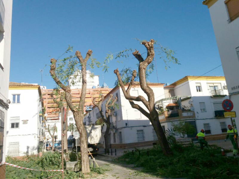 Un árbol recién podado se encuentra en el centro de la imagen, con un cielo azul claro y edificios blancos al fondo. La podadora está trabajando en el árbol, y hay un poste de luz eléctrica en la parte superior derecha.