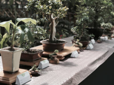 Rivera Garden se convirtió el pasado fin de semana en epicentro del mundo del bonsai con dos cursos prácticos y la exposición anual