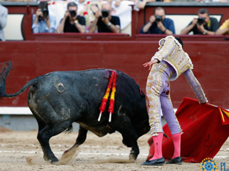Un torero con capa y muleta lucha contra un toro en una plaza de toros. La imagen captura el momento del picazo, con el torero agachado y el animal en movimiento.