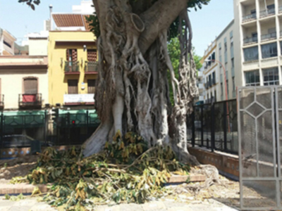 Caída de ramas, hojas y frutos en árboles ejemplares aparentemente sanos.