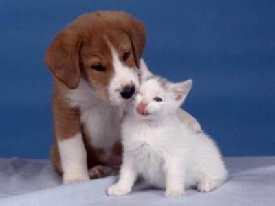 Desapariciones de mascotas que pueden ser secuestros a cambio de dinero en Sevilla