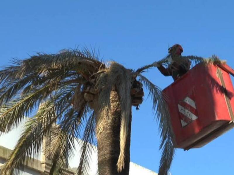 Un trabajador en una grúa roja se encuentra arriba de un árbol de palma, cortando ramas. El cielo azul lo rodea y una casa blanca se ve en el fondo.