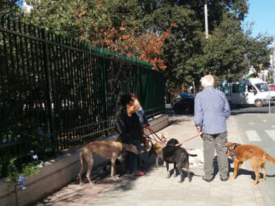 En Sevilla ciudad hay más de 180.000 perros