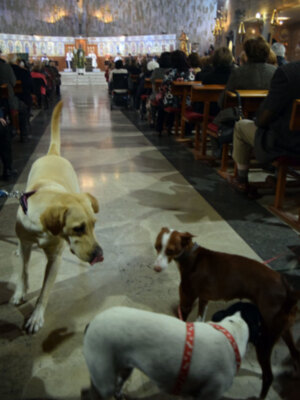 La Iglesia de las Flores bendijo los animales por el día de su patrón.