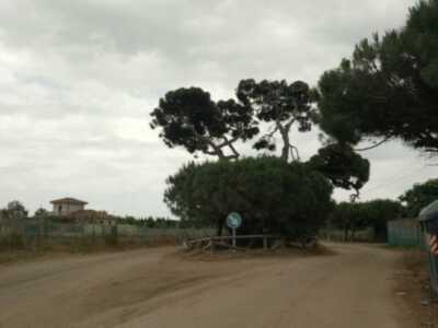 El Ayuntamiento ultima los preparativos para la puesta a punto de los caminos y el entorno del pinar para los actos de la romería