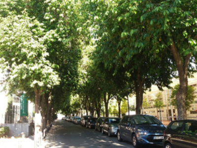 El  Cerezo magenta es un árbol de porte medio que forma una densa sombra.