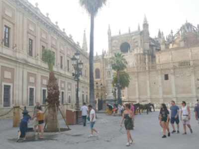 El Ayuntamiento de Sevilla realiza plantación de palmeras en la ciudad