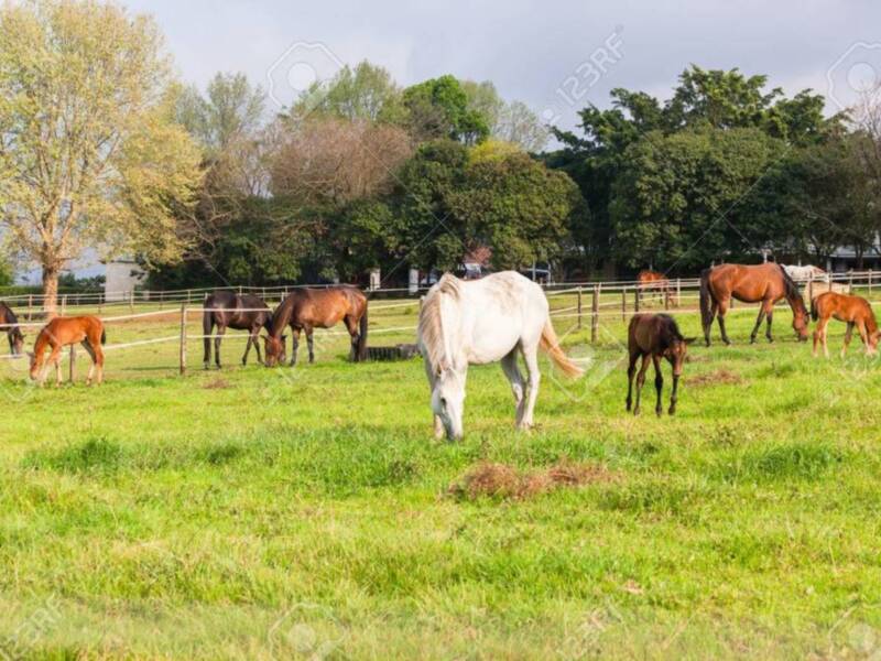 Un grupo de caballos y jinetes en un campo verde, con árboles al fondo.