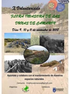 La asociación Eriphia convoca este fin de semana a sus jornadas de erradicación de flora invasora en el cordón dunar de Chipiona