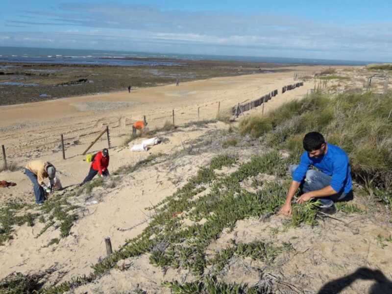 Voluntarios plantando vegetación en dunas costeras para restauración ecológica.