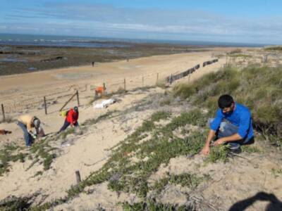 16 voluntarios eliminaron 3.000 kilos de uña de león en las décimas jornadas de erradicación de flora invasora del cordón dunar que organiza Eriphia