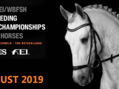 Condiciones de selección de sementales para el concurso CDI1* de Ermelo 2019