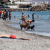 “La playa canina de Torre del Mar, pionera en aspirar a la Q de calidad.”