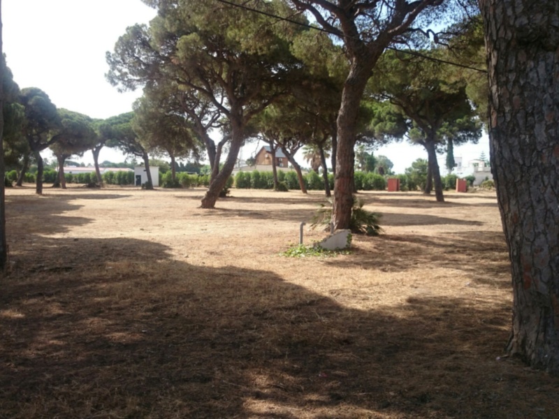 Un tranquilo parque con árboles altos y ramas largas, suelo rojizo y sombras difuminadas.