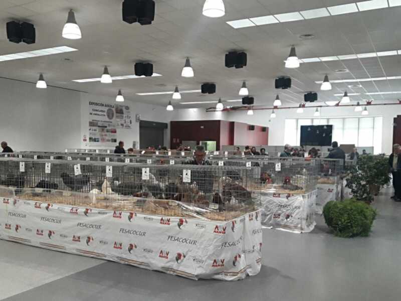 Exposición de perros en un salón con cabinas para animales.