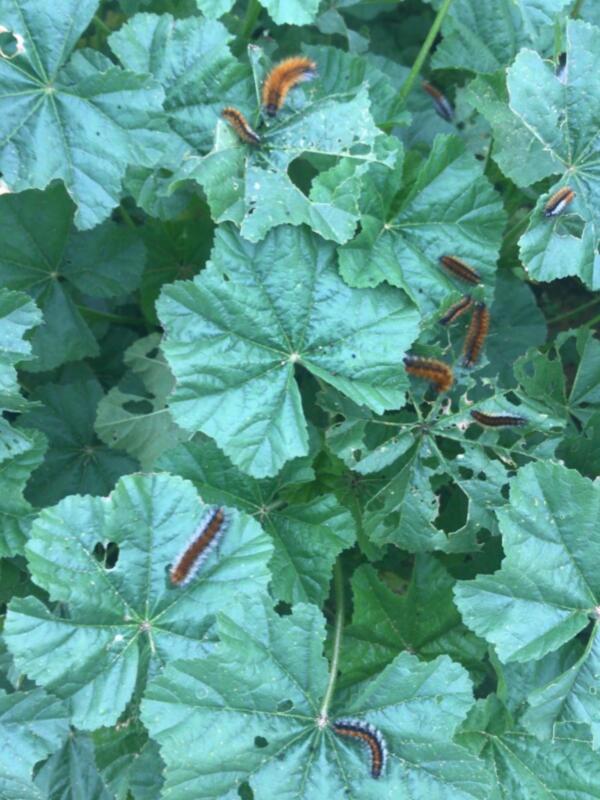 Cater de orugas en hojas verdes