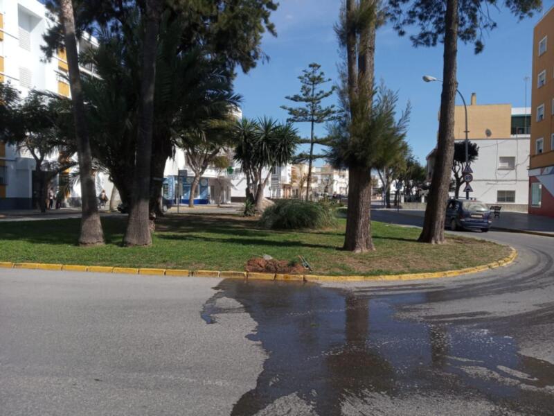 Árboles altos y verdes en un parque urbano, con edificios a ambos lados. Suelo de asfalto y césped en el borde del camino, cielo azul claro.