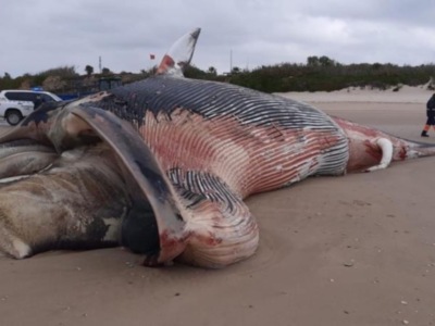 El CANS confirma que la ballena aparecida hoy en Chipiona es un rorcual común