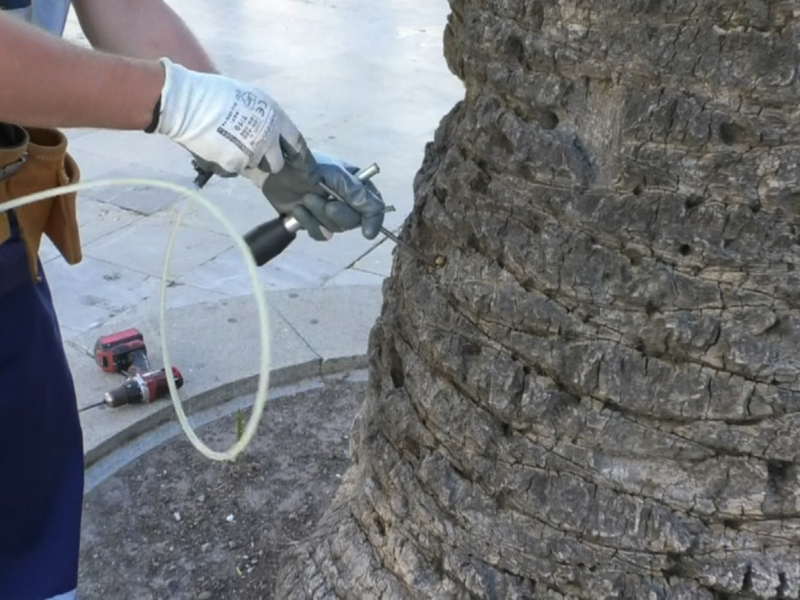 Un trabajador con guantes de trabajo y un cinturón de herramientas está utilizando una máquina para limpiar el tronco de un árbol en un entorno urbano. La imagen muestra detalles del trabajo de mantenimiento y la importancia de la conservación en áreas urbanas.