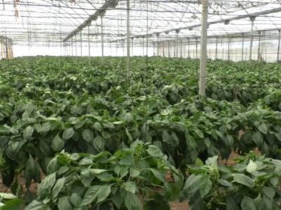 El primer Consejo Local Agrario de Chipiona tras el fin del Estado de Alarma aborda la revisión parcial del PGOU