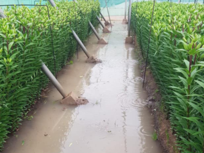 Nuevas inundaciones llevan a la Asociación de Agricultores Costa Noroeste a clamar por soluciones al problema del acuífero