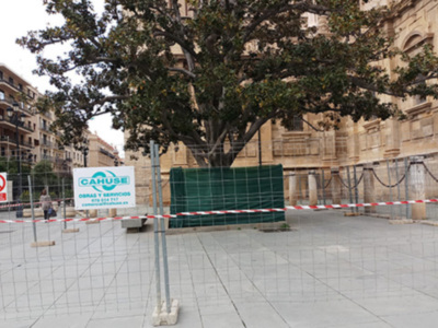 El magnolio de la catedral de Sevilla.