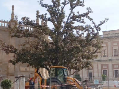 El Magnolio de la Catedral de Sevilla que es un ejemplar singular, está siendo sometido a una serie de actuaciones.